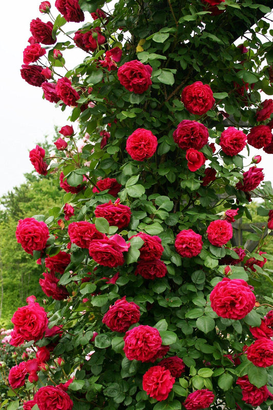 Elegant Climbing Rose Flower Seeds ( Pack Of 2 )