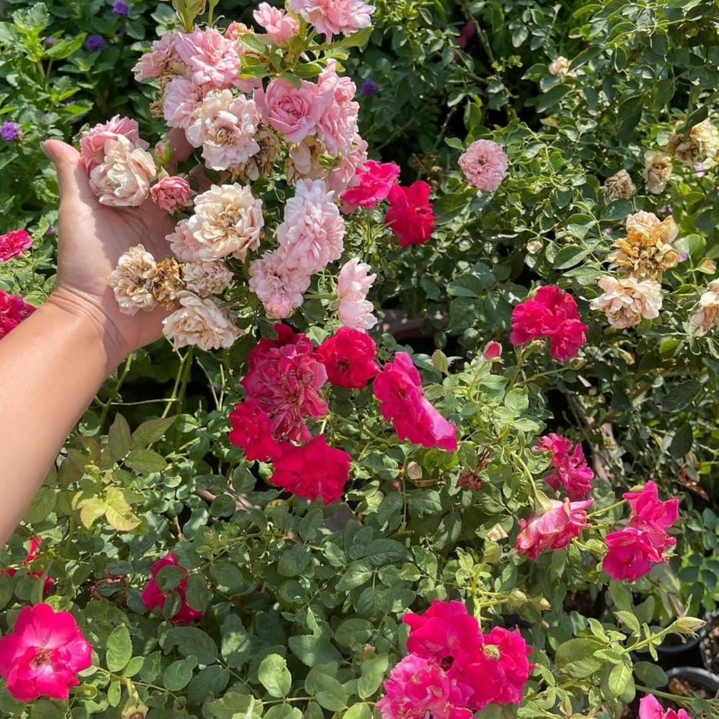 Elegant Climbing Rose Flower Seeds