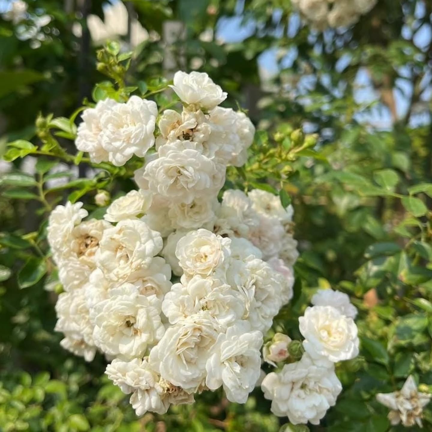 Elegant Climbing Rose Flower Seeds