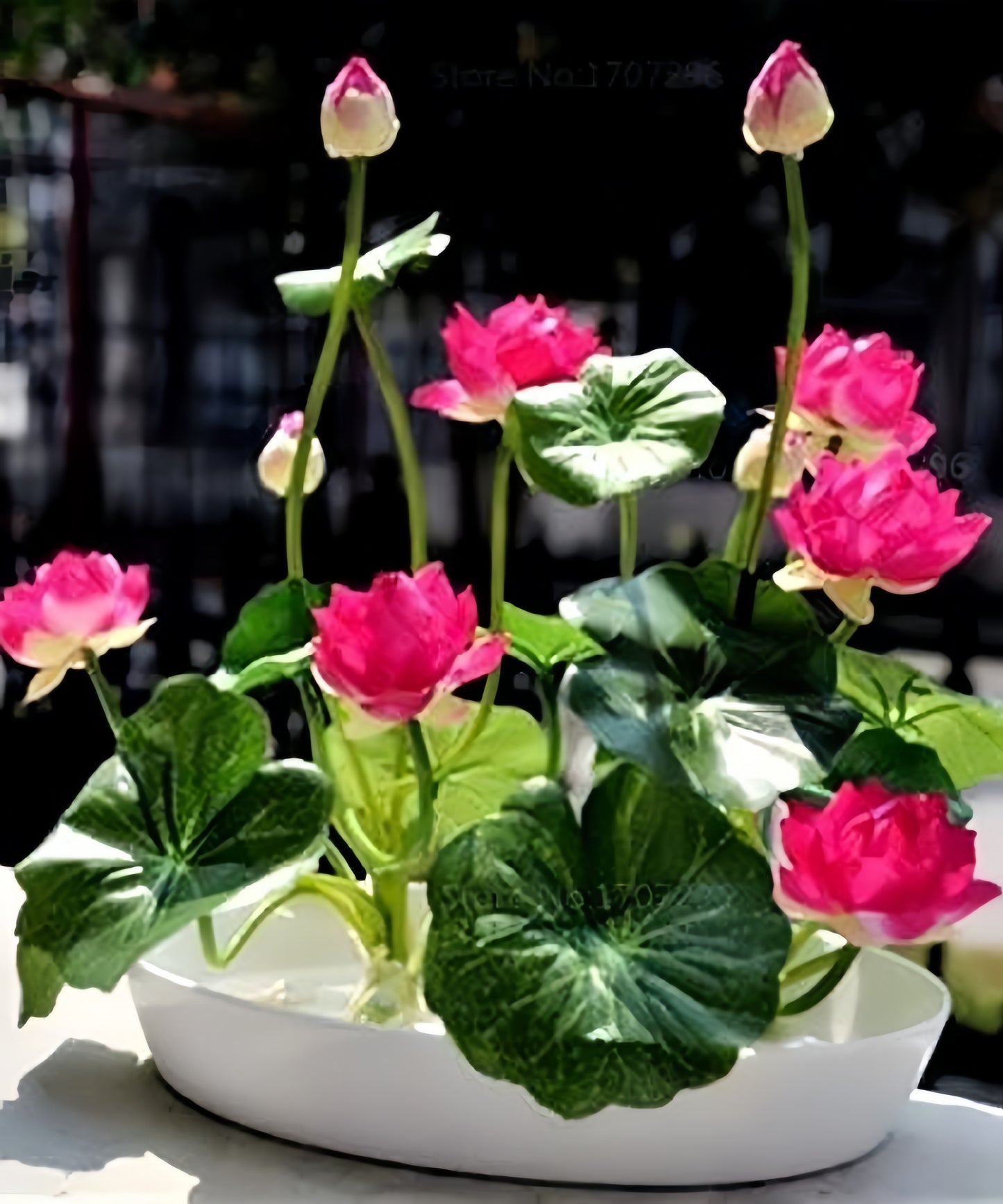 Lotus 40 Seeds With Plant Growth Booster