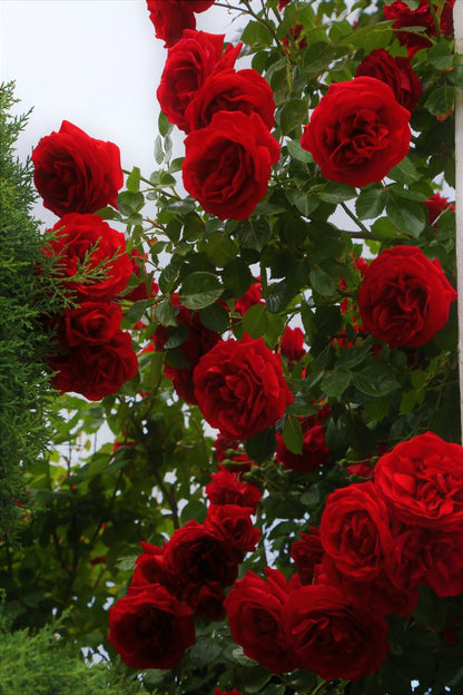 Elegant Climbing Rose Flower Seeds ( Pack Of 2 )