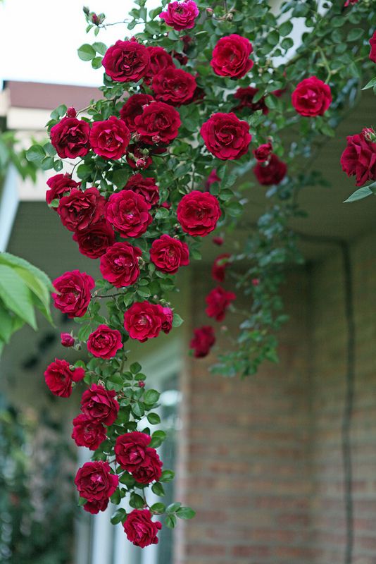 Elegant Climbing Rose Flower Seeds ( Pack Of 2 )