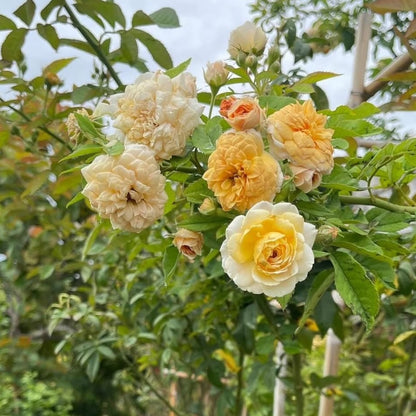Elegant Climbing Rose Flower Seeds