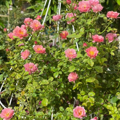 Elegant Climbing Rose Flower Seeds