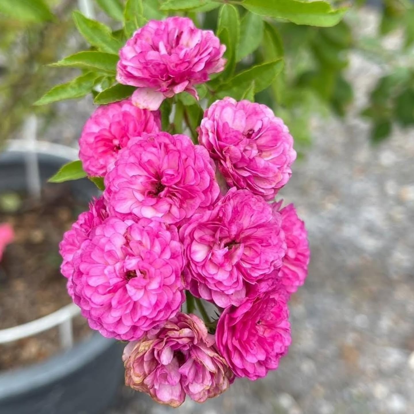 Elegant Climbing Rose Flower Seeds