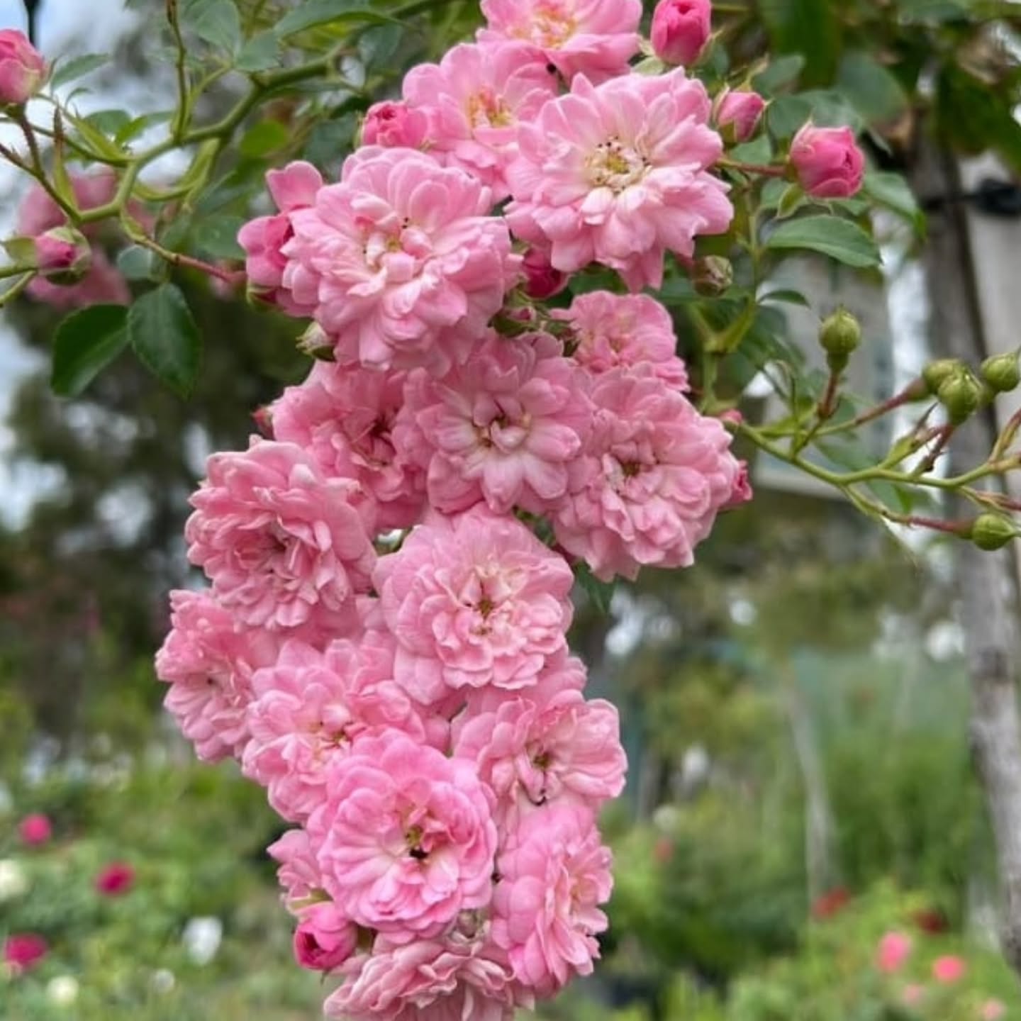 Elegant Climbing Rose Flower Seeds