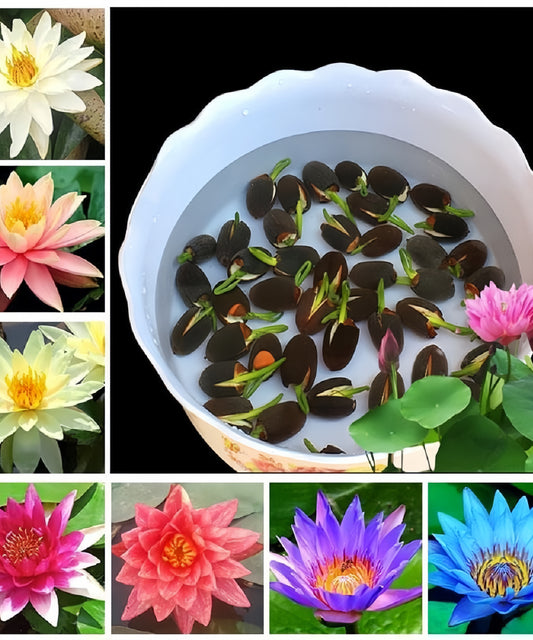 Lotus 40 Seeds With Plant Growth Booster