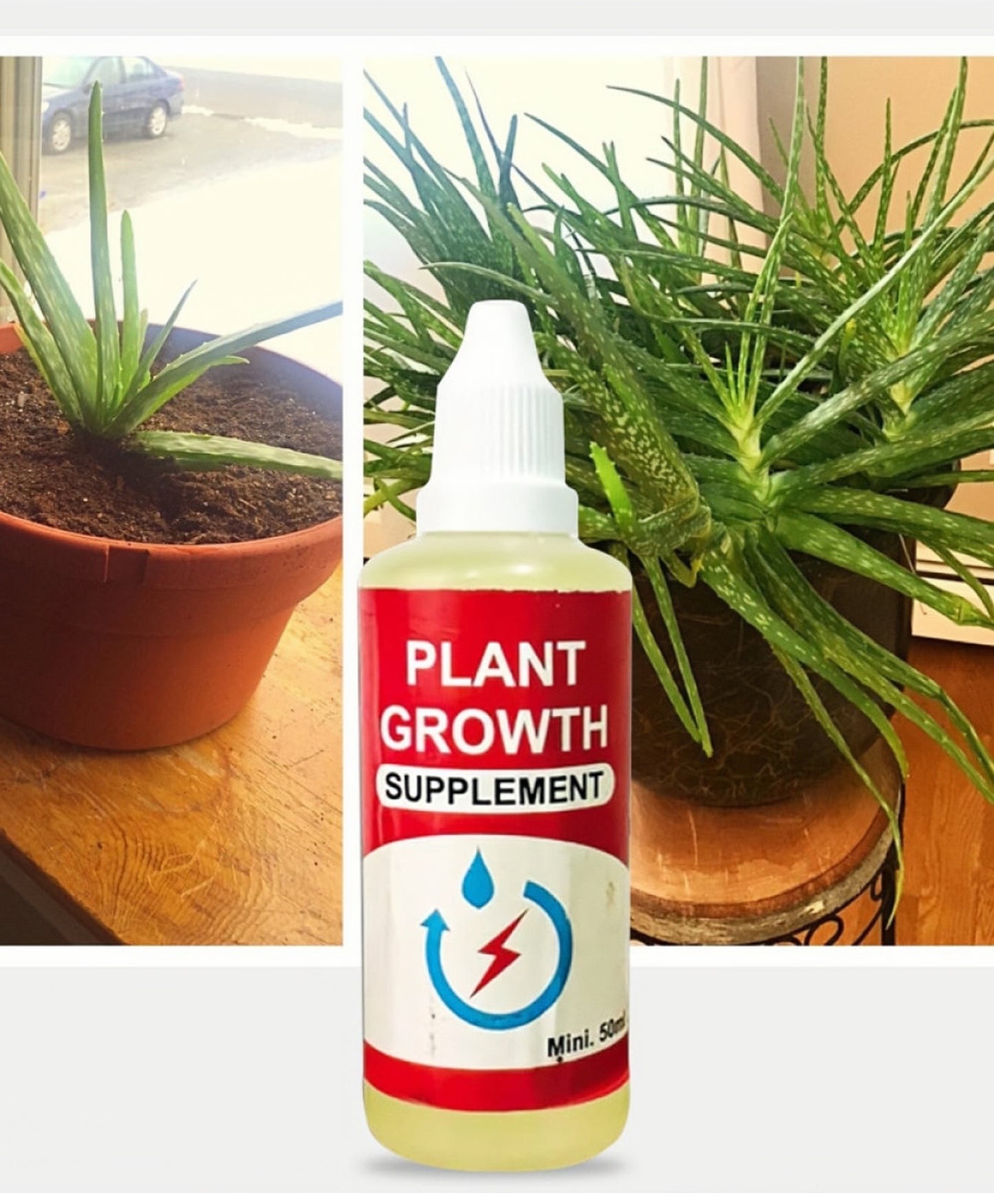 Lotus 40 Seeds With Plant Growth Booster